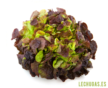 lechuga hoja de roble